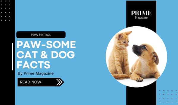 Paw Patrol: Fun Facts You Probably Didn’t Know About Your Felines and Canines